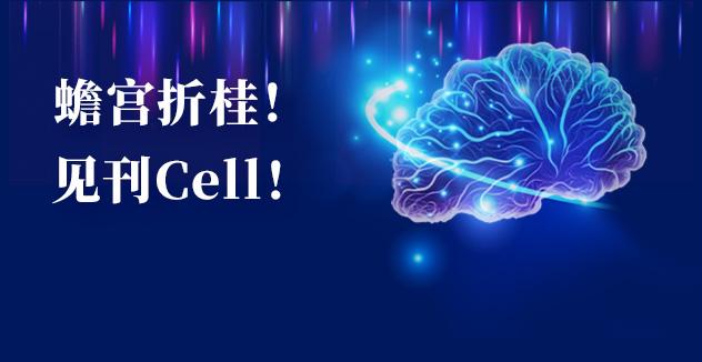 Cell项目文章 | 中国科学家解码人脑多区域时空发育奥秘！